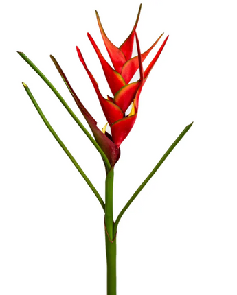 Heliconia Red