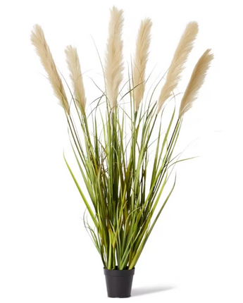 Grass Pampas Potted