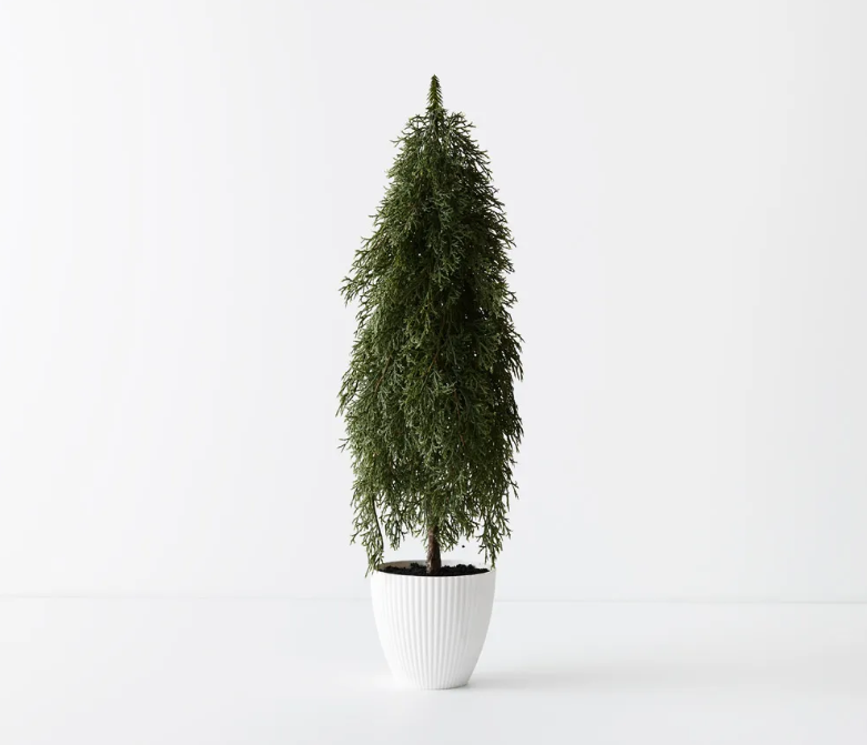 Tree Pine Cypress in pot