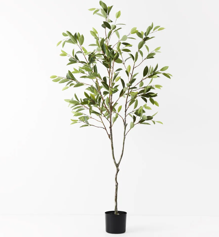 Ficus Tree Real touch
