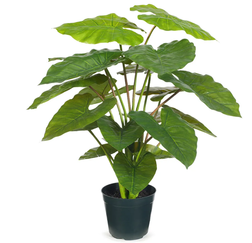 Taro Plant 66cm