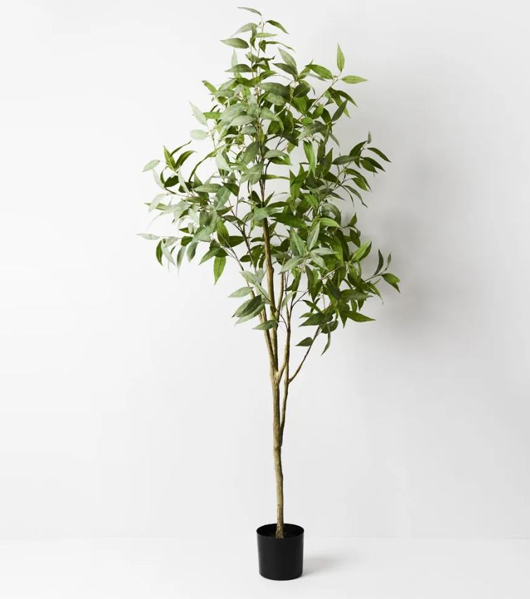 Eucalyptus Tree 200cm