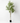 Eucalyptus Tree 200cm