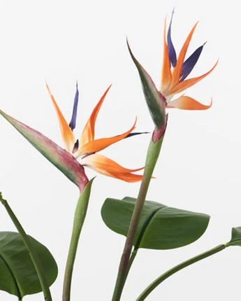 Bird of Paradise Plant