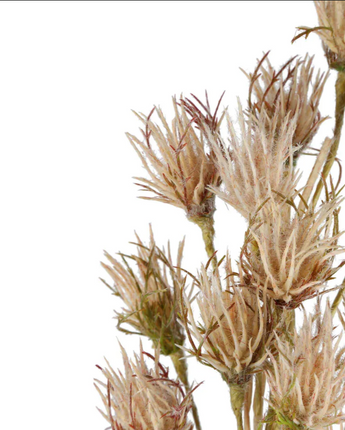 Wheat Flower Stem