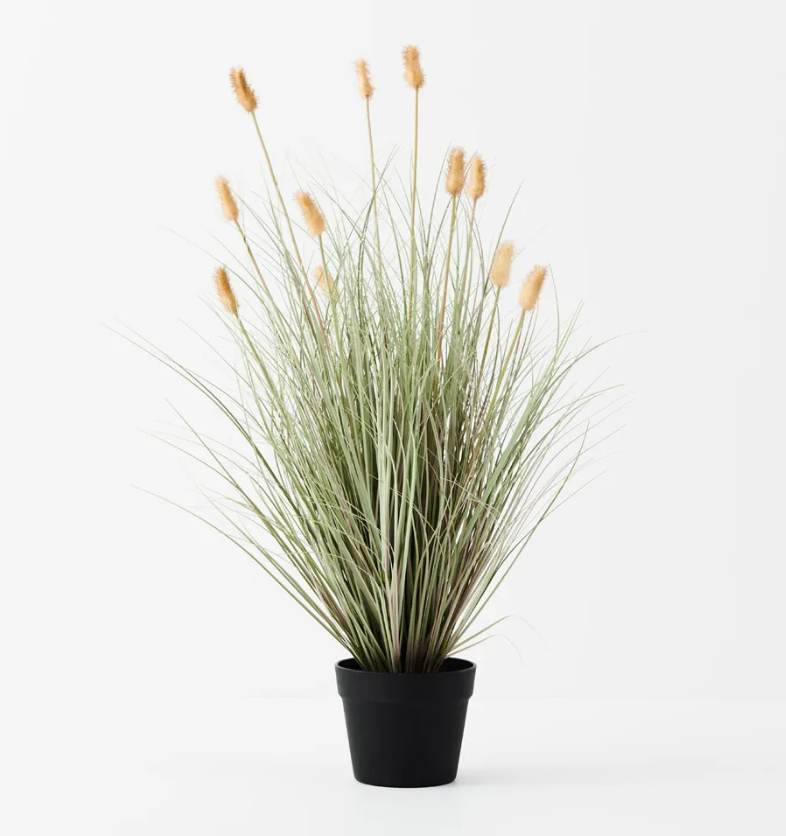 Bunny Tail Grass Plant 80cm
