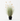 Bunny Tail Grass Plant 80cm