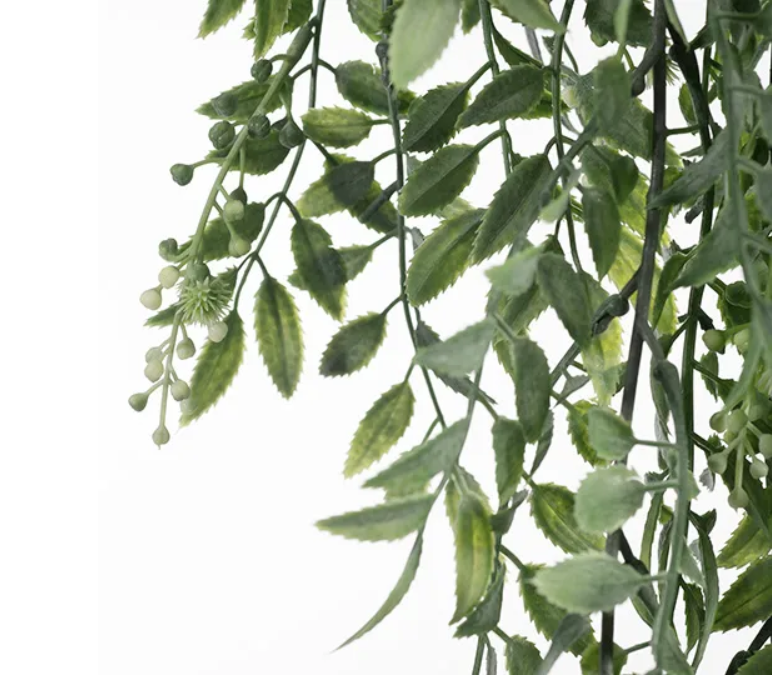 Wattle Hanging Bush Cream