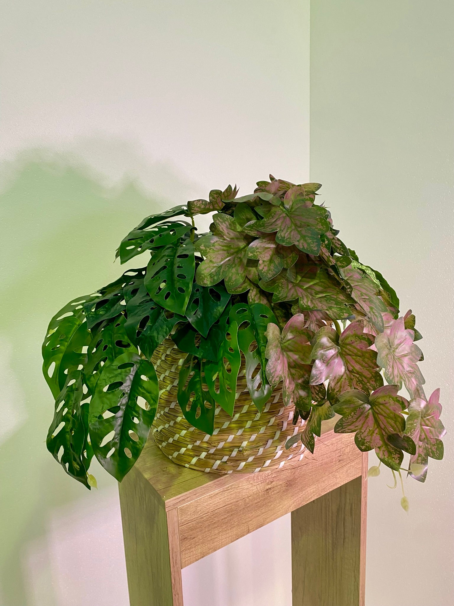 Trailing/Shrub - Large Assorted