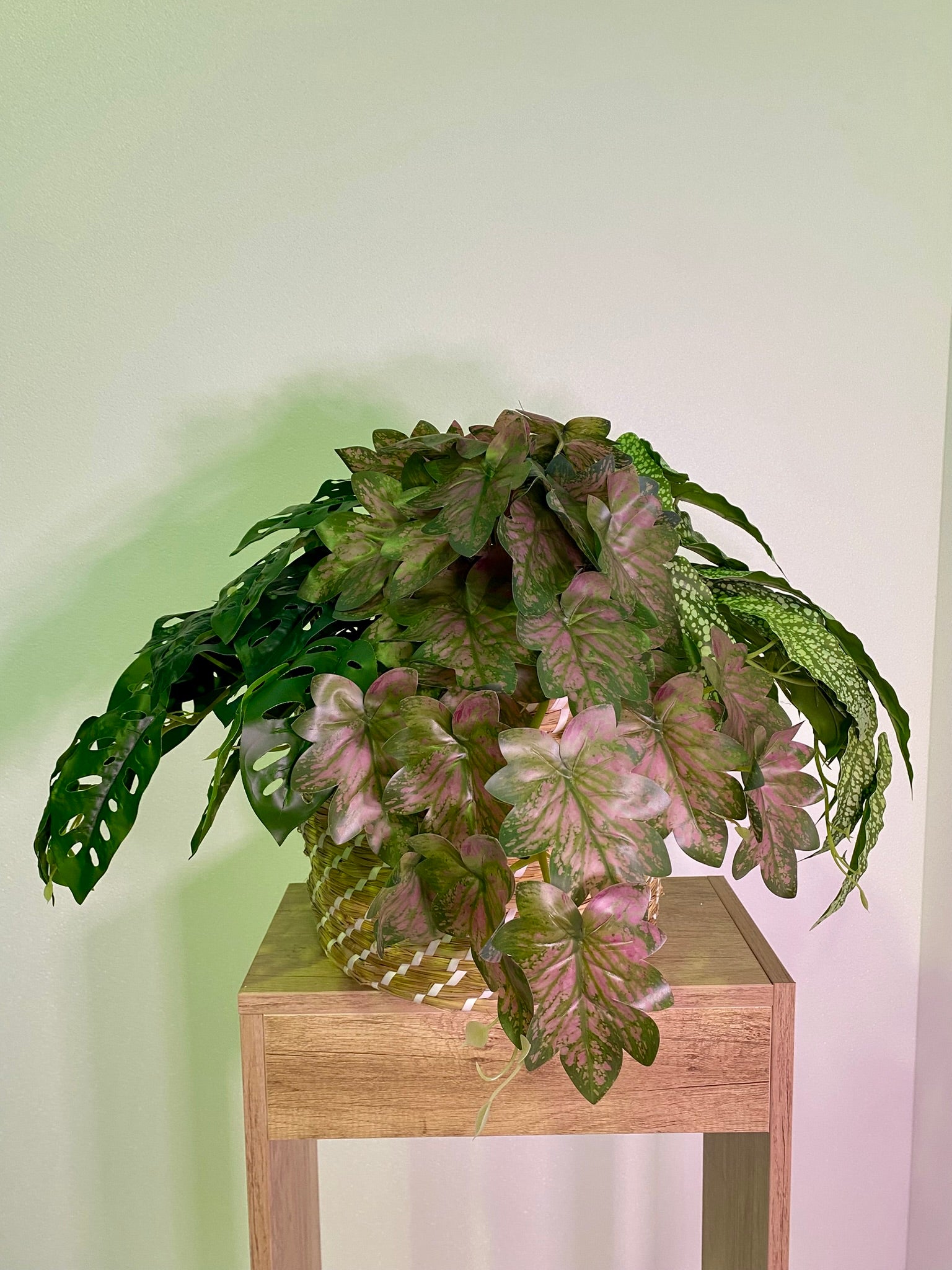 Trailing/Shrub - Large Assorted