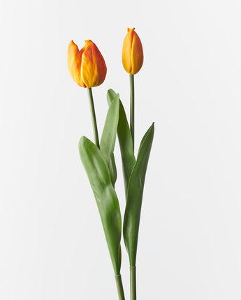 Tulip bud + bloom - Orange