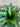 Artificial Agave UV Large