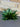 Artificial Agave UV Small