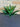 Artificial Agave UV Large