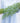 Asparagus hanging plant