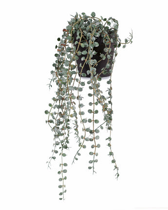 Button Fern Hanging Bush in black pot