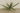 Fishbone UV Fern