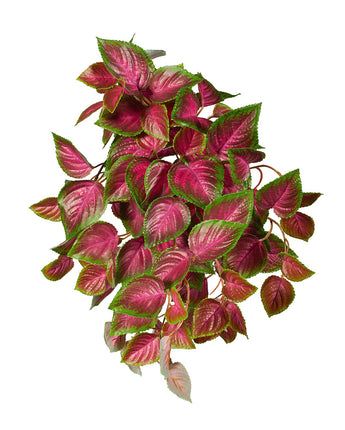 Coleus Hanging Bush Uv Treated