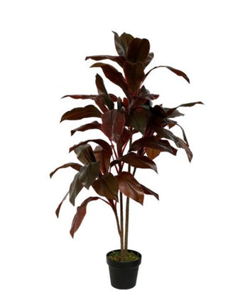 Cordyline Purple