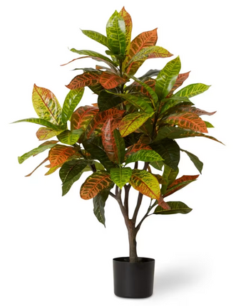 Croton