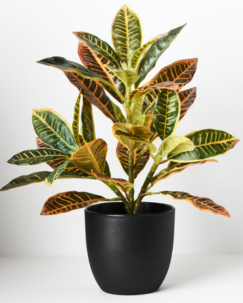 Croton - 26cm