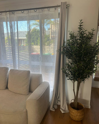 Olive tree 183cm