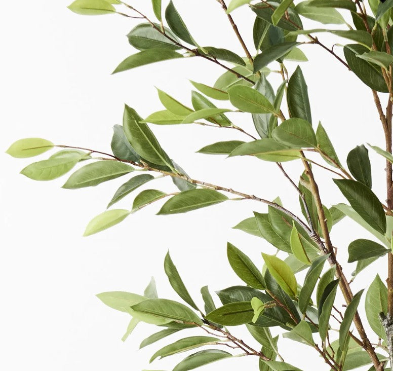 Ficus Tree Real touch