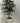 Ficus Tree Uv Treated