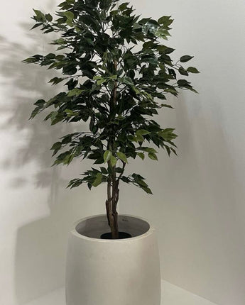 Ficus Tree Uv Treated