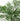 Artificial Maidenhair Fern Bush