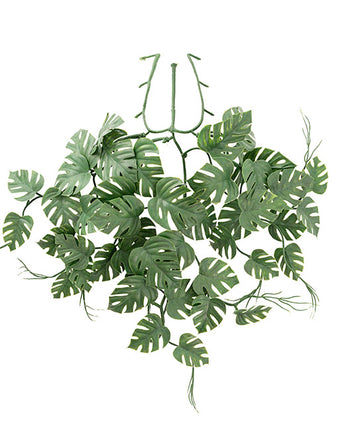 Philo Monstera Hanging Plant UV Treated