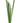 Orchid leaf - 1.07m