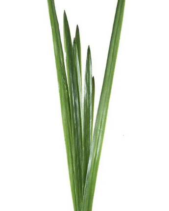 Orchid leaf - 1.07m