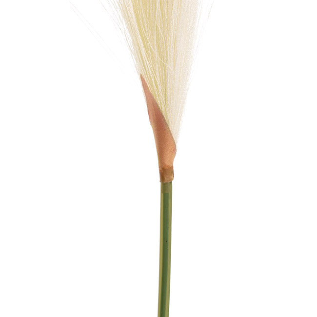 Single Stem Pampas Spray Off White 70cm