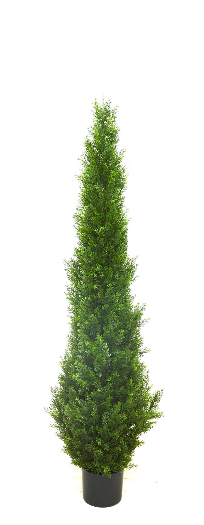 Pencil Pine 1.5m