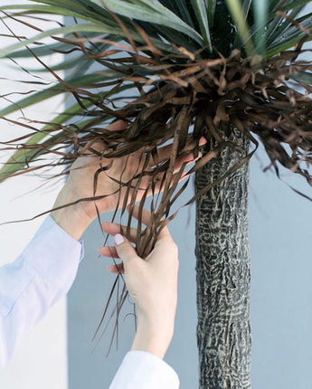Nolina - Ponytail Palm