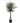 Nolina - Ponytail Palm