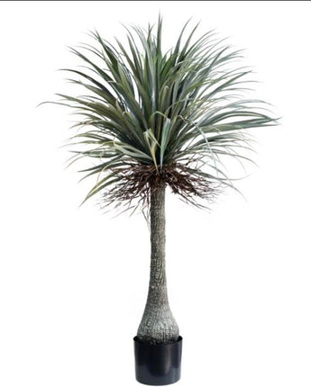 Nolina - Ponytail Palm