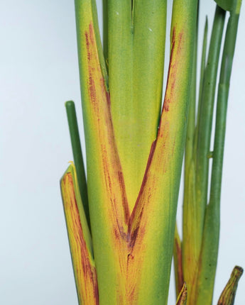Strelitzia plant medium - Premium