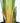 Strelitzia plant small - Premium