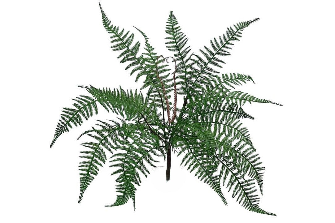 Polystichum Shield Fern