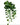 Artificial Scindapsus - Green/White