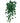 Scindapsus - White/Green