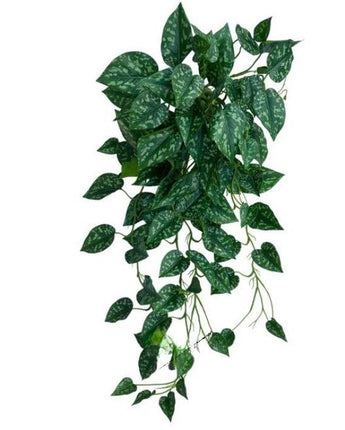 Scindapsus - White/Green
