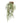 Fern Staghorn Mounted x 2