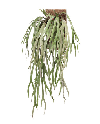 Fern Staghorn Mounted x 2