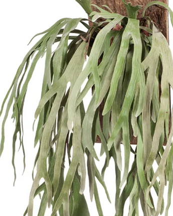 Fern Staghorn Mounted x 2