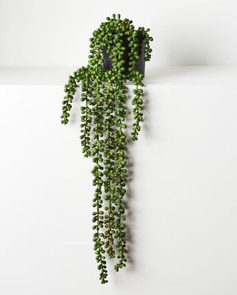 String Of Pearls In Pot - Green