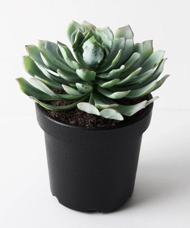 Succulent in black pot