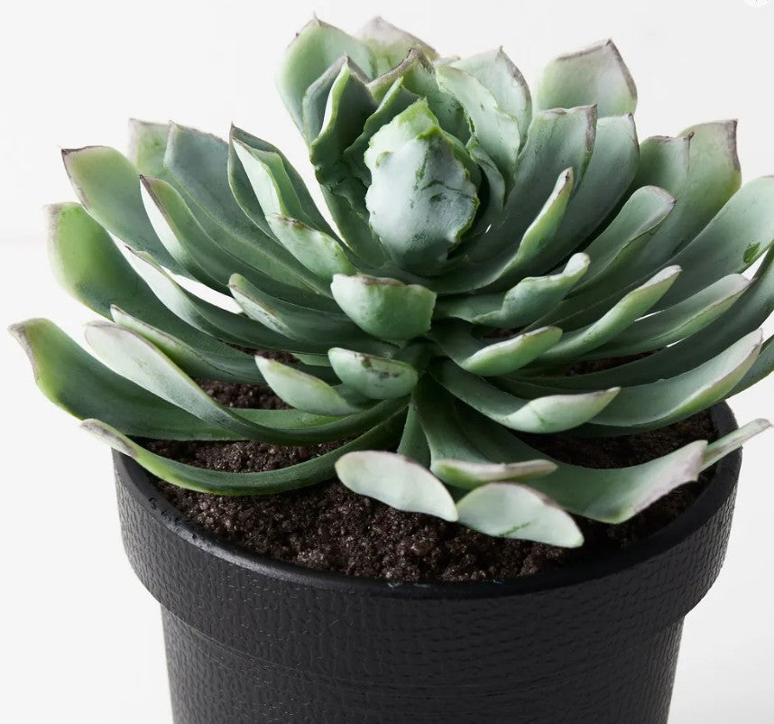 Succulent in black pot